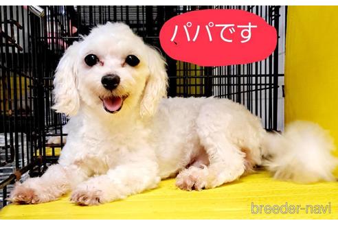 販売中のミックス犬の親犬