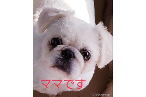 販売中のミックス犬の親犬