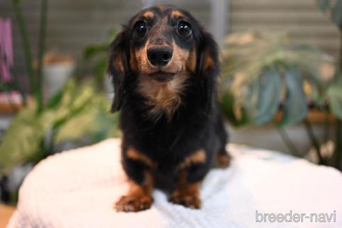 販売中のミニチュアダックスフンド(ロングヘアード)の親犬