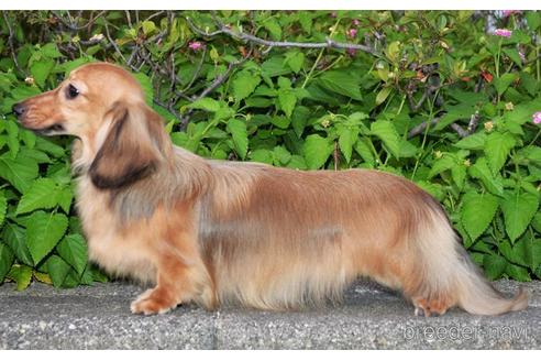 販売中のミニチュアダックスフンド(ロングヘアード)の親犬