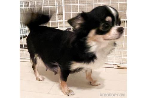 販売中のチワワ(ロングコート)の親犬
