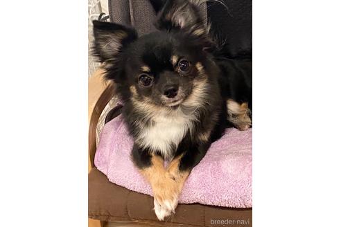 販売中のチワワ(ロングコート)の親犬