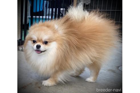 販売中のポメラニアンの親犬