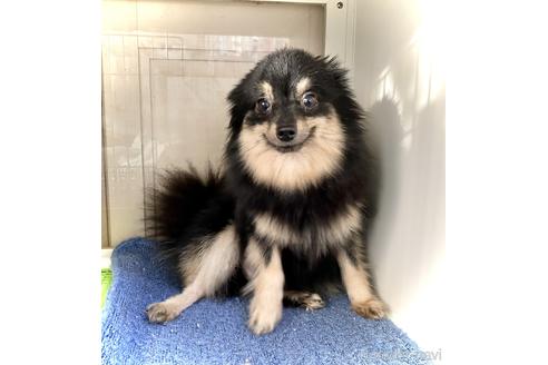 販売中のポメラニアンの親犬