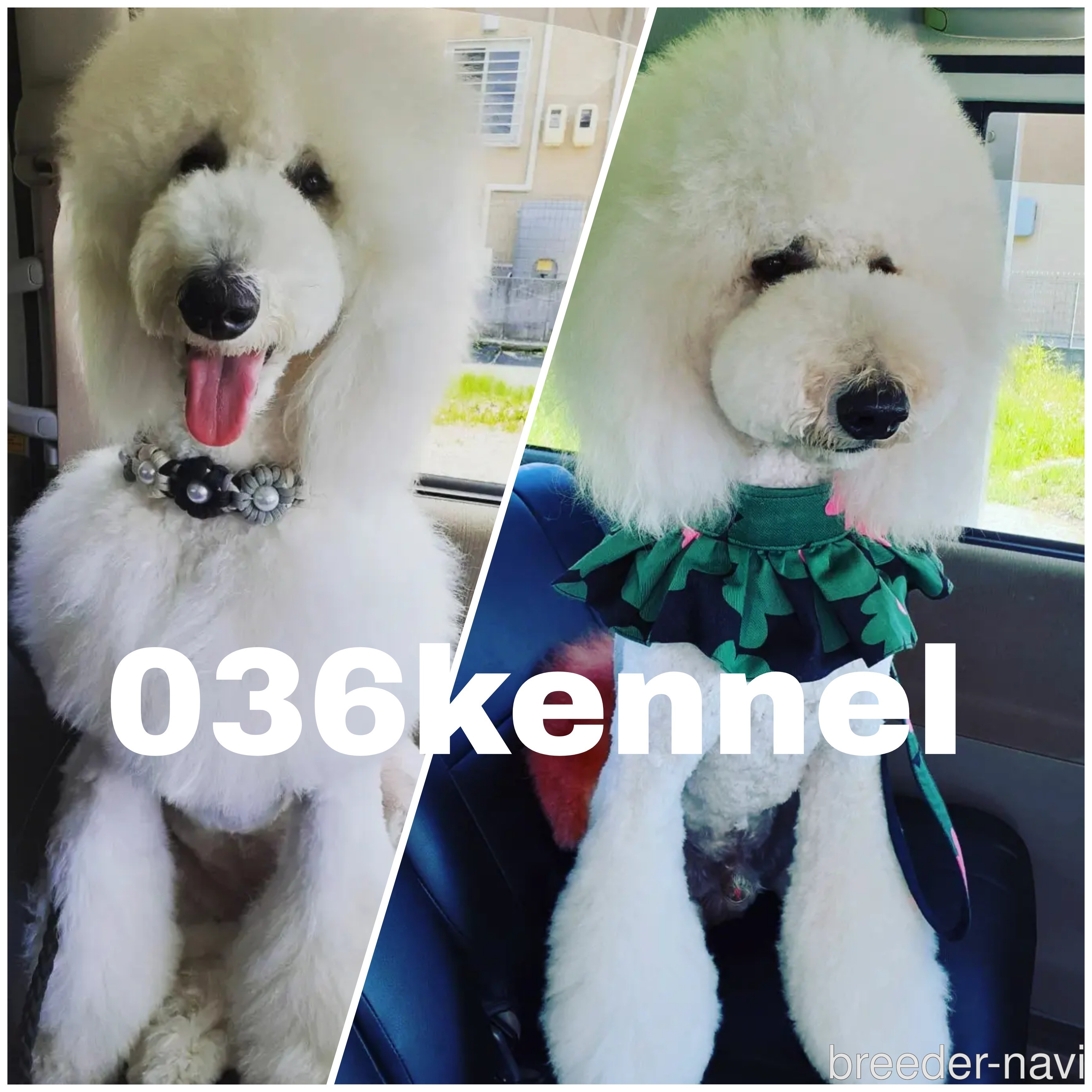 小林ブリーダー