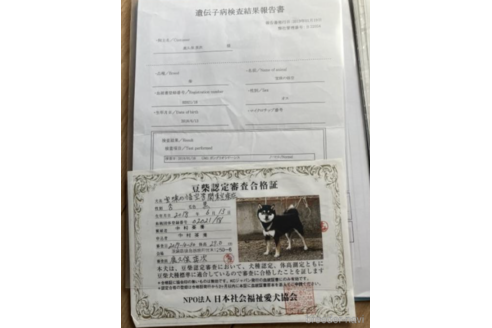 販売中の豆柴の親犬