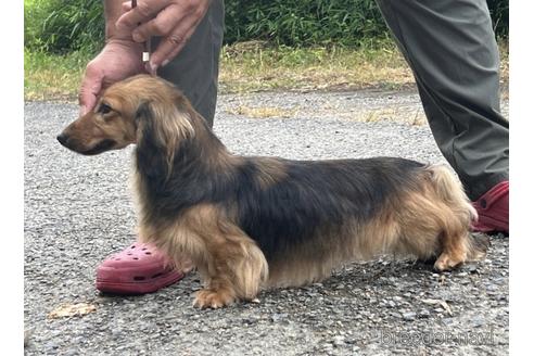 販売中のカニンヘンダックスフンド(ロングヘアード)の親犬