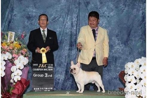 販売中のフレンチブルドッグの親犬