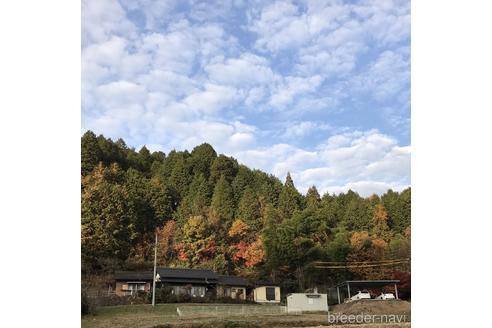 鈴木いづみブリーダーの詳細の1枚目