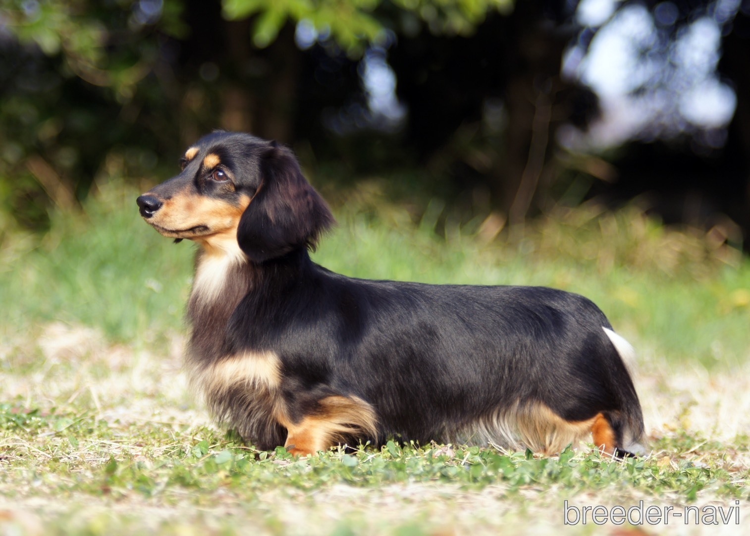 酒井ブリーダー