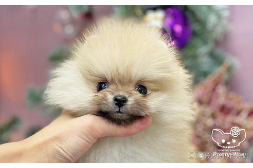 ポメラニアンの子犬を探す（383ページ目）｜ブリーダーナビ