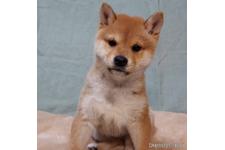 境川弘ブリーダー