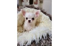 ♀︎チワワ(ロングコート)