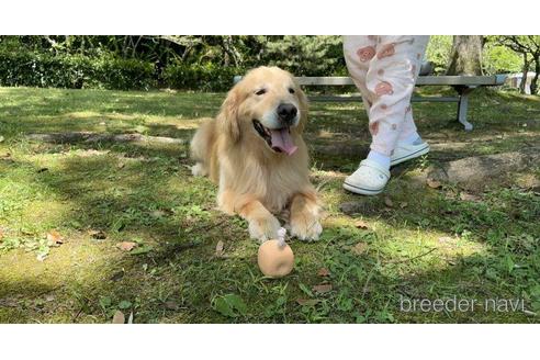 販売中のゴールデンレトリーバーの親犬