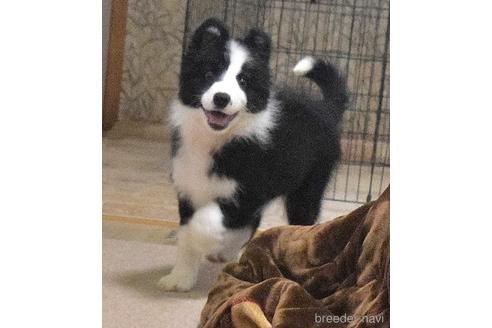 ギフ_包装】 BORDER FINE ARTS ボーダーファインアーツ ボーダーコリー