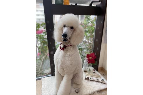 安治川眞紀 ブリーダープロフィール画像