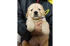 ♀︎ゴールデンレトリーバー