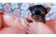 ♀︎ヨークシャーテリア