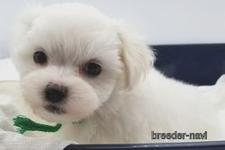 ♀︎ミックス犬