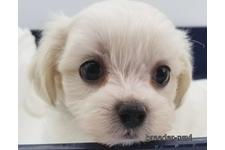 ♀︎ミックス犬