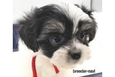 ♀︎ミックス犬