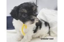 ♀︎ミックス犬