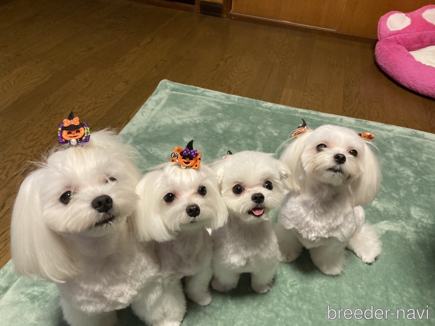 宮下ブリーダー