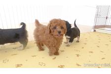 ♀︎タイニープードル