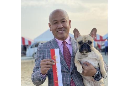 販売中のフレンチブルドッグの親犬