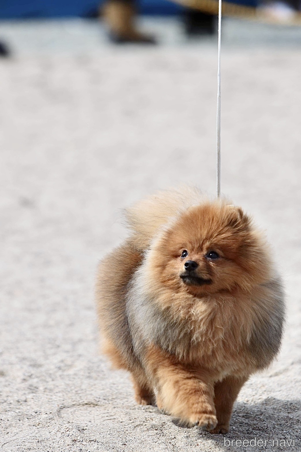 River Side Dear Kennel