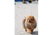 River SideDear Kennelブリーダー