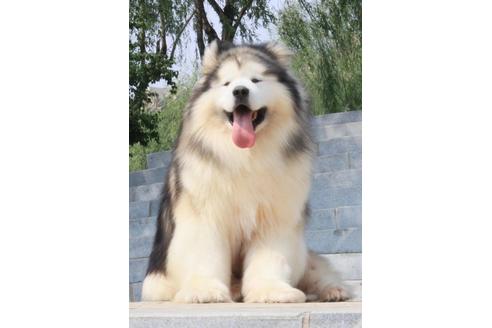 張宗昌ブリーダーの詳細