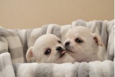 平山真理子ブリーダー