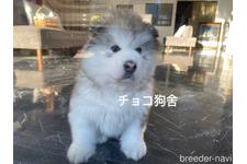 張宗昌ブリーダー