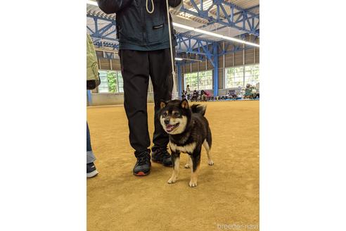 販売中の豆柴の親犬