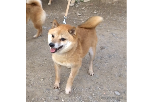 販売中の豆柴の親犬