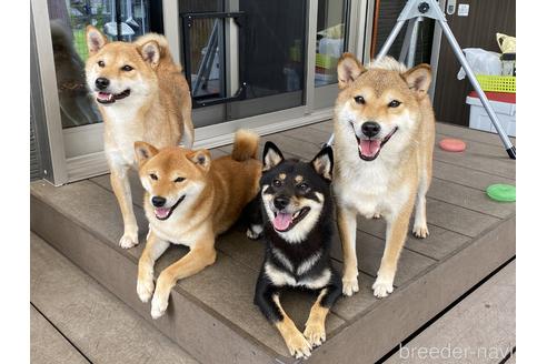 斉藤ビアンカ　バネスカブリーダーの詳細の1枚目