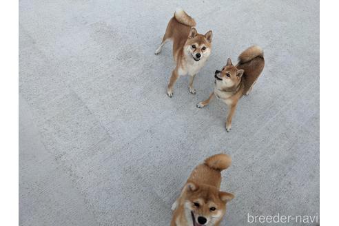 犬飼政人ブリーダーの詳細