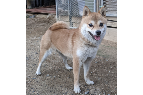 犬飼政人ブリーダーの詳細