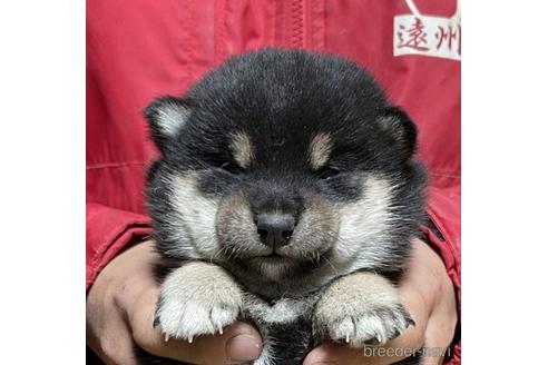 千葉県の豆柴｜男の子・赤色(親犬ID：3410)