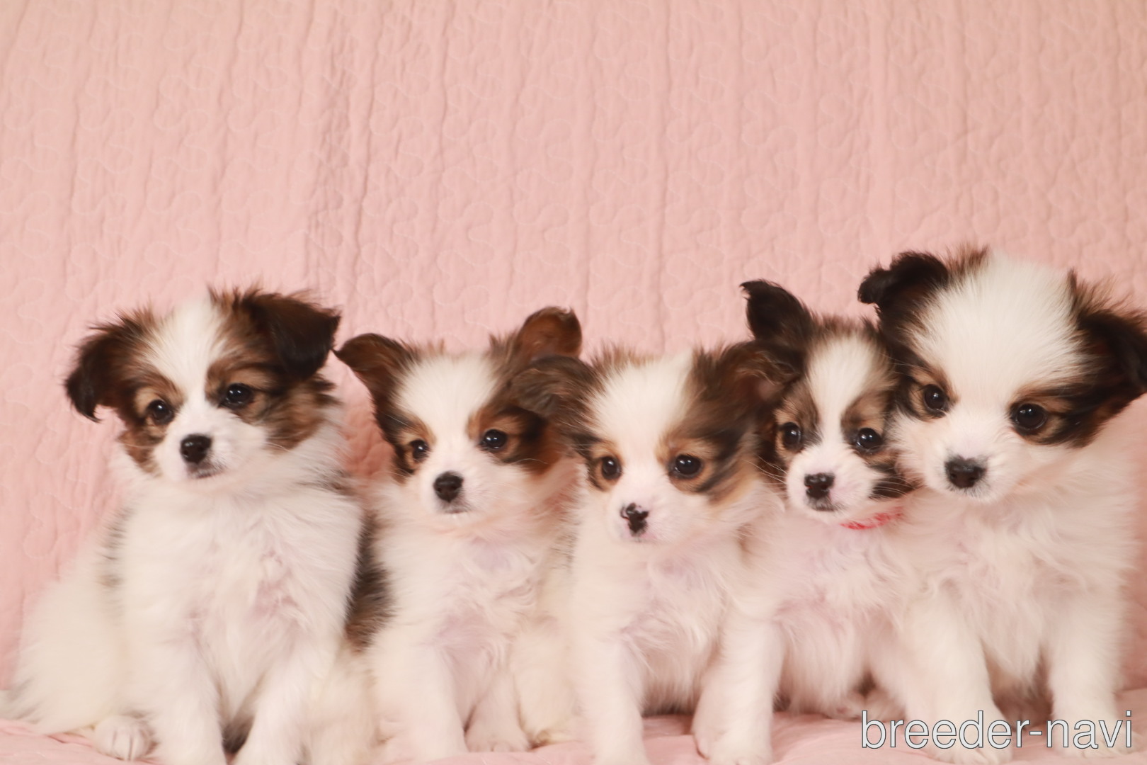 佐藤ブリーダー