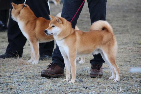 中山明世ブリーダーの詳細の1枚目