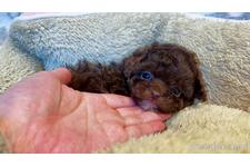 ♀︎タイニープードル