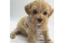 ♀︎マルプー:マルチーズ×トイプードル