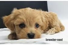 ♀︎マルプー:マルチーズ×トイプードル