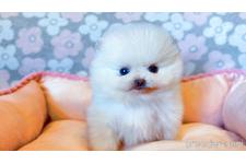 ♀︎ポメラニアン