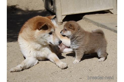 和田成示ブリーダーの詳細の1枚目