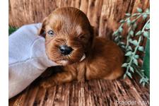 木村祐介ブリーダー