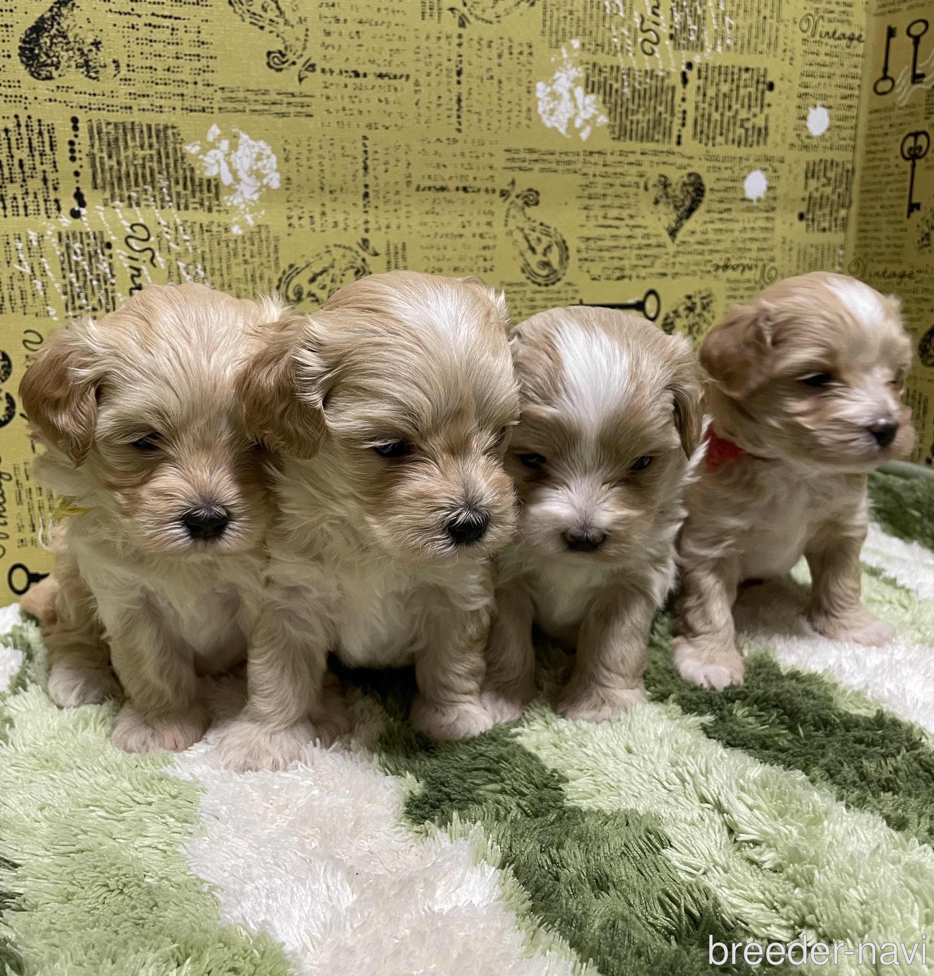 板鼻ブリーダー