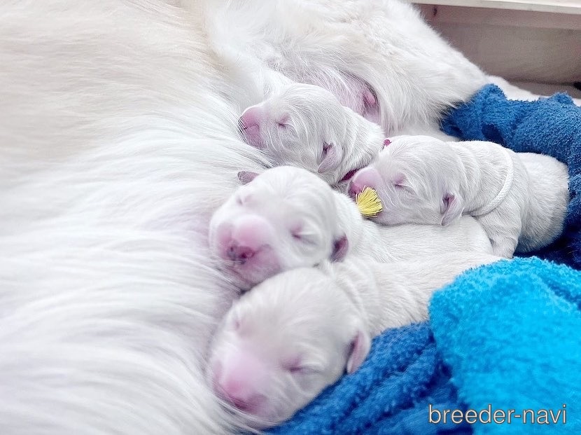 藤掛ブリーダー